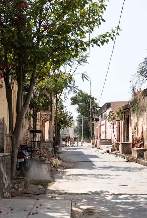 Street cow mukunda shekhawati